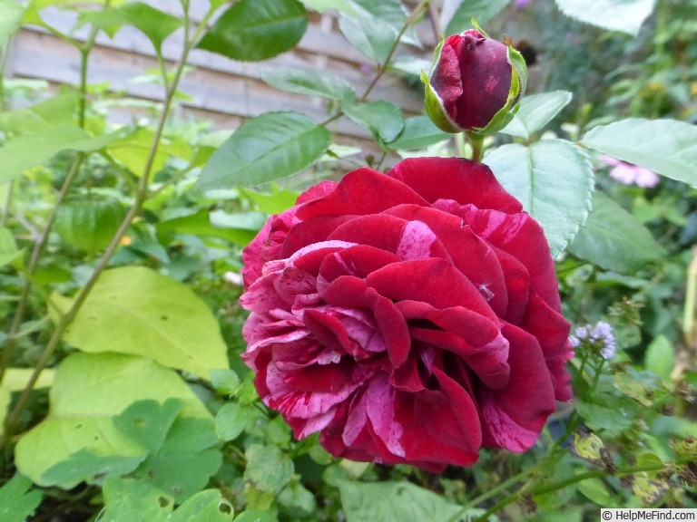 'Deep Impression' rose photo