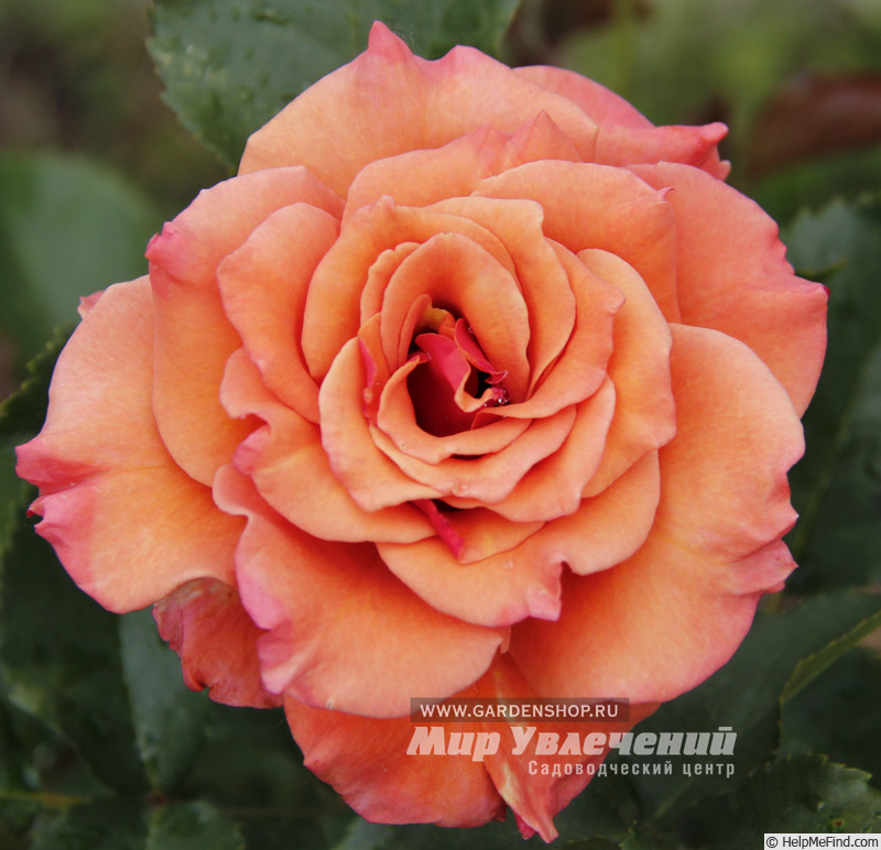 'Ann Henderson' rose photo