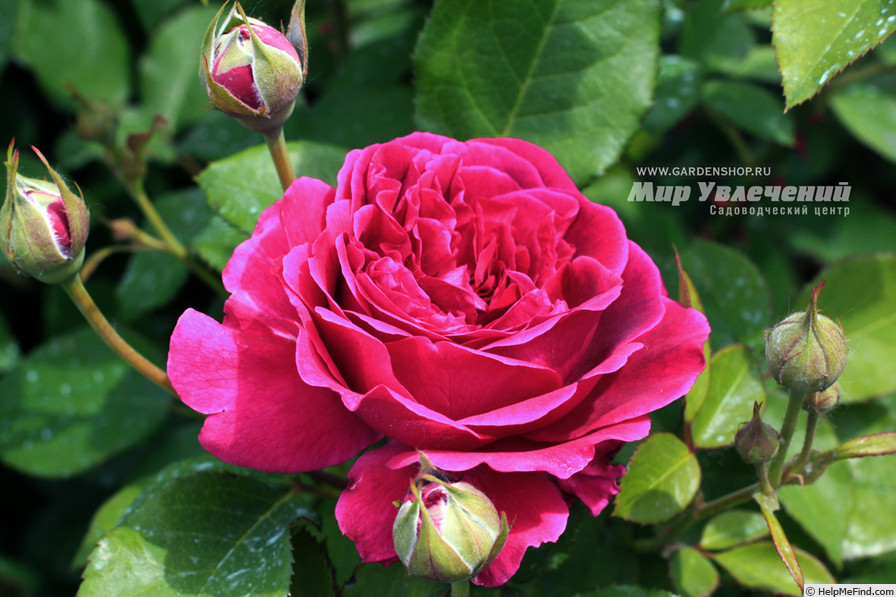 'William Shakespeare 2000 ™ (shrub, Austin 1994)' rose photo