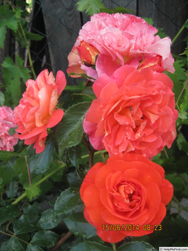 'Gebrüder Grimm ®' rose photo