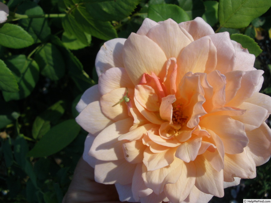 'Grace ® ™ (English Rose, Austin 2001)' rose photo