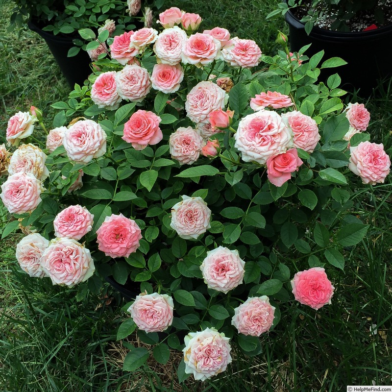 'Renata™ (mini-flora, Olesen/Poulsen, 2007)' rose photo