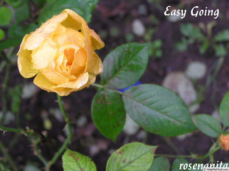 'Easy Going ™' rose photo