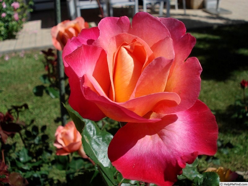'Starion ® (hybrid tea, Dorieux before 1987)' rose photo