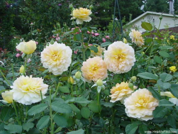 'Molineux' rose photo