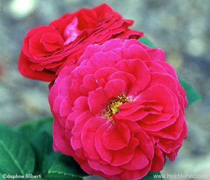 'Alfred K. Williams' rose photo