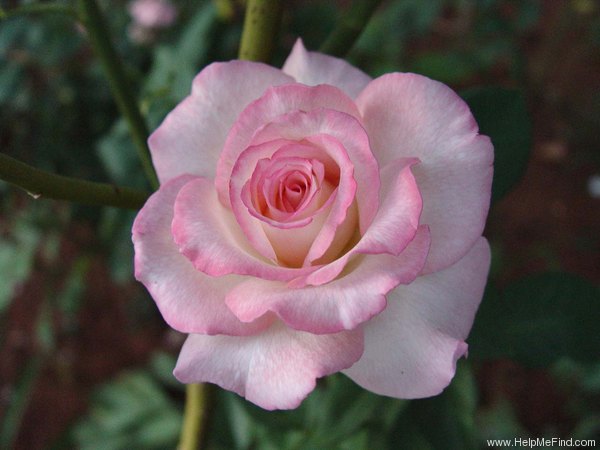 'Secret ™' rose photo