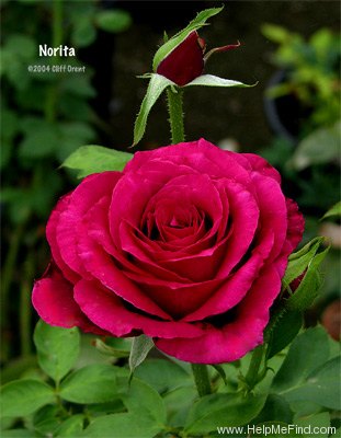 'Norita ® (hybrid tea, Combe, 1966)' rose photo