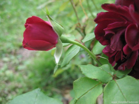 'Nigrette (hybrid tea, Krause 1934)' rose photo