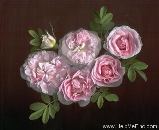 'Martin Frobisher' rose photo