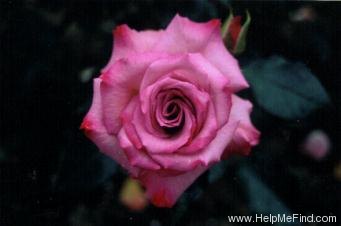 'High Five (floribunda, Schuurman 1999)' rose photo