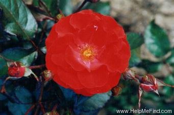 'Julischka ® (floribunda, Tantau, 1974)' rose photo