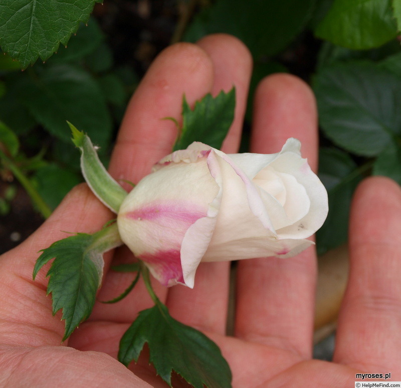 'Frere Roger' rose photo