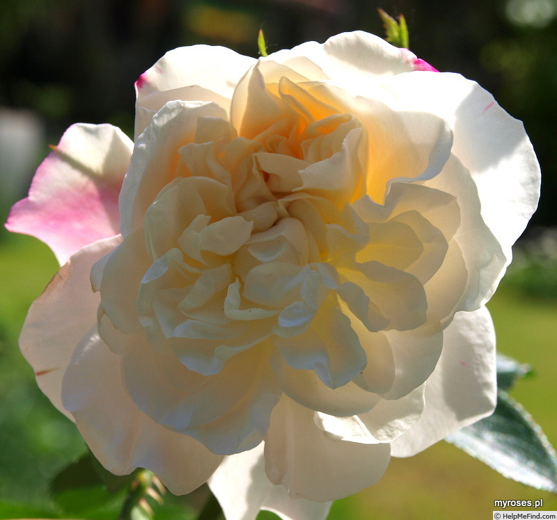 'Frere Roger' rose photo