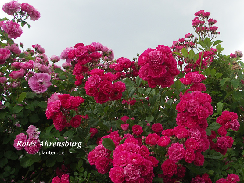 'Rotes Ahrensburg' rose photo