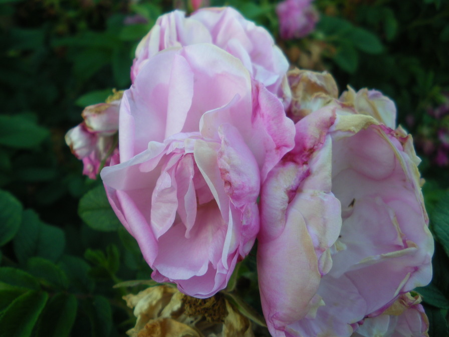'Heather (hybrid rugosa, Denning 2011)' rose photo