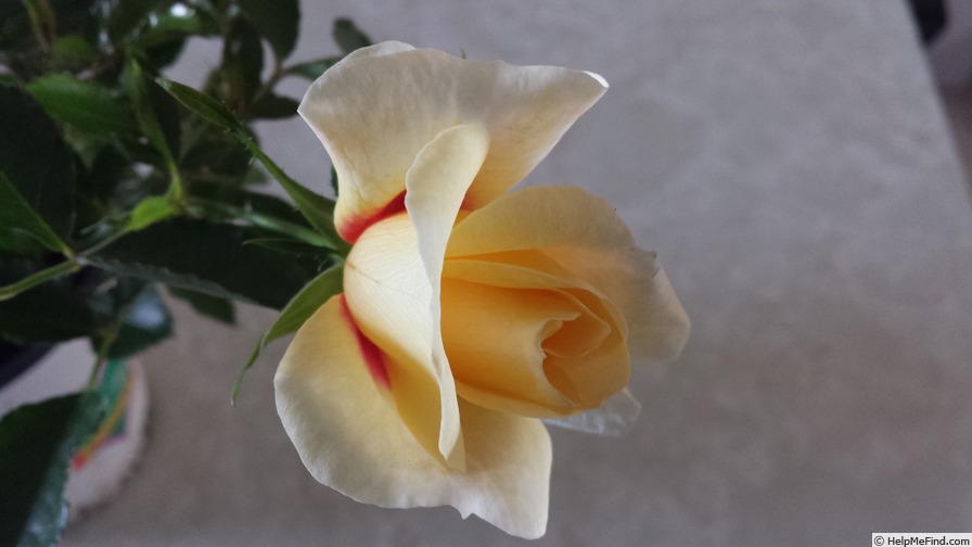 'Sweet Spot Yellow' rose photo