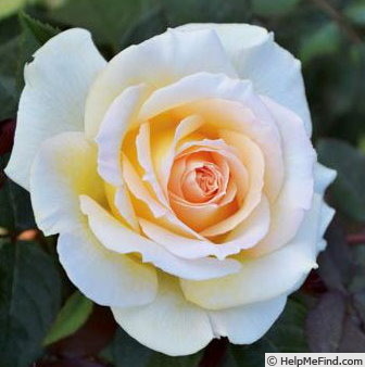 'Ambassador ® (hybrid tea, Meilland, 2014)' rose photo