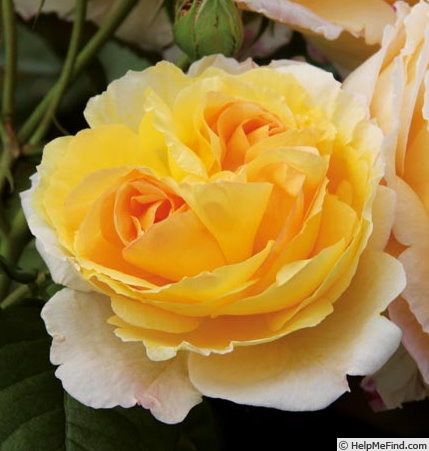 'Aurora von Königsmarck ®' rose photo
