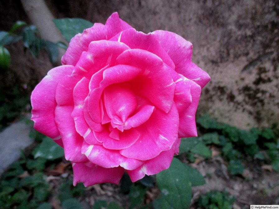 'Sahastradhara' rose photo