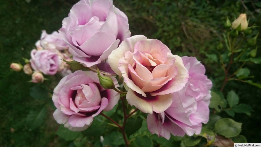 'Eyes for You ®' rose photo