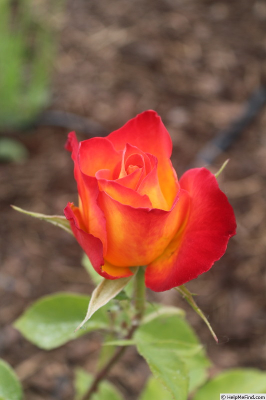 'Alinka (hybrid tea, Kordes, 1985)' rose photo
