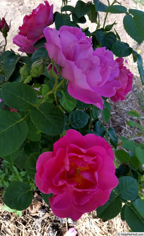 'The Herbalist' rose photo