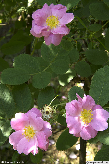 'R. villosa duplex' rose photo