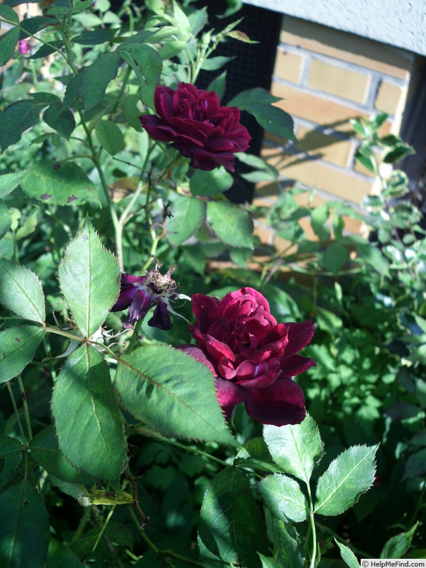 'Burgundy Rambler' rose photo