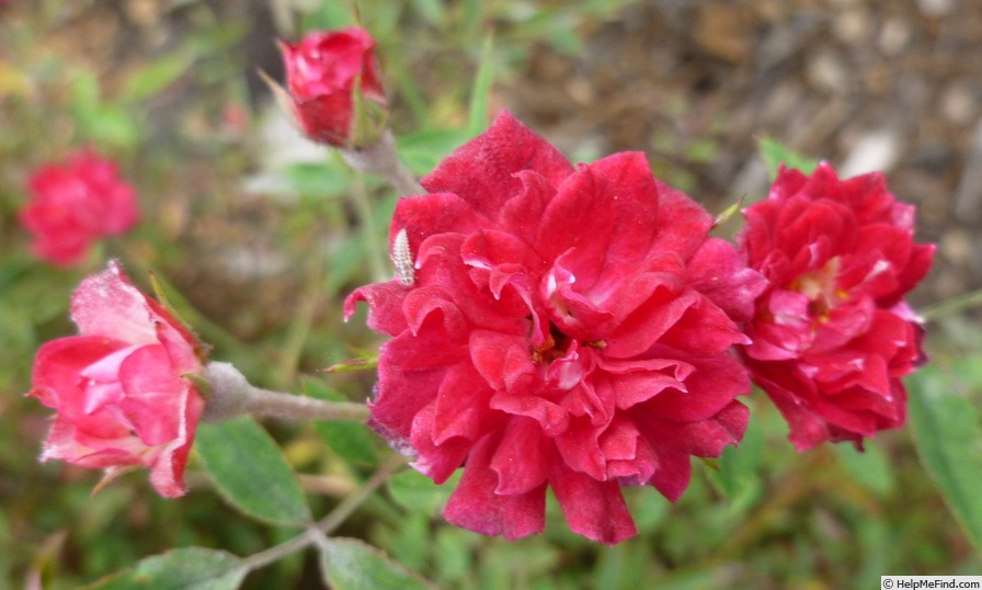 'Little Juan' rose photo