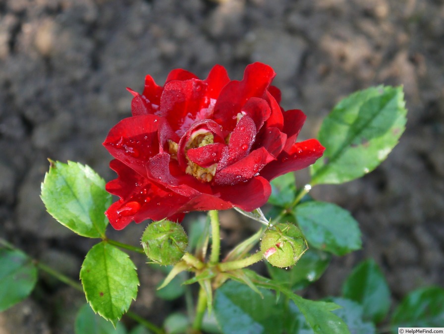 'Red Det 80 ®' rose photo