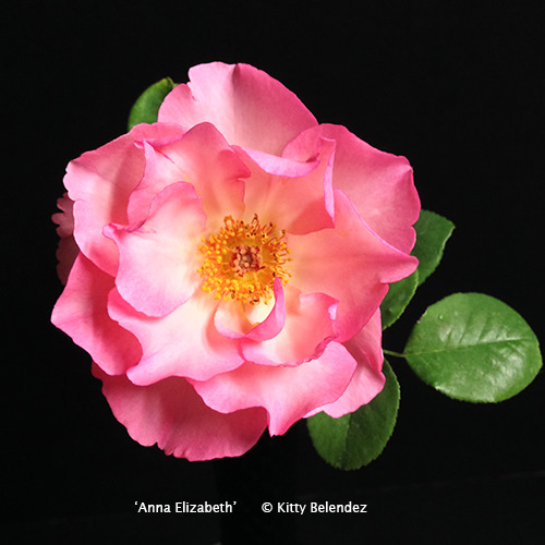 'Anna Elizabeth' rose photo