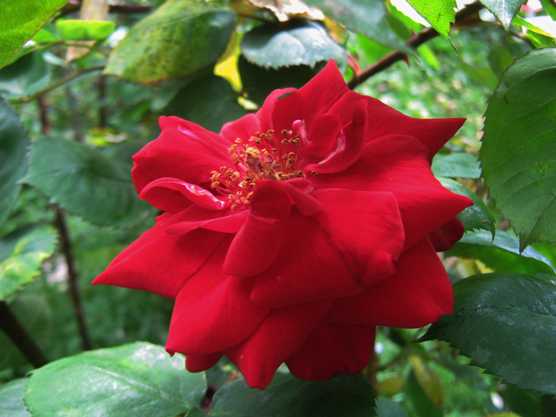 'Billy Boiler' rose photo