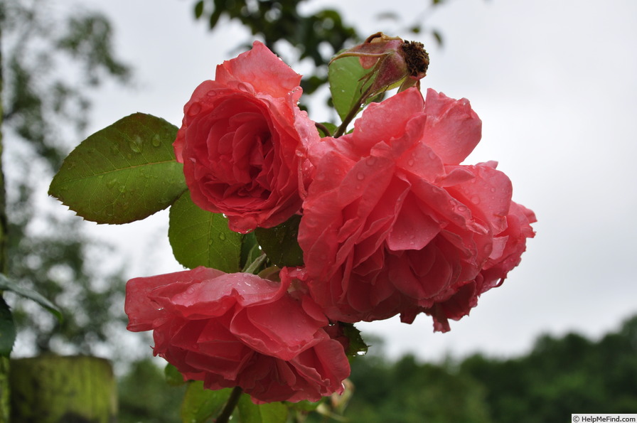 'Coral Satin' rose photo