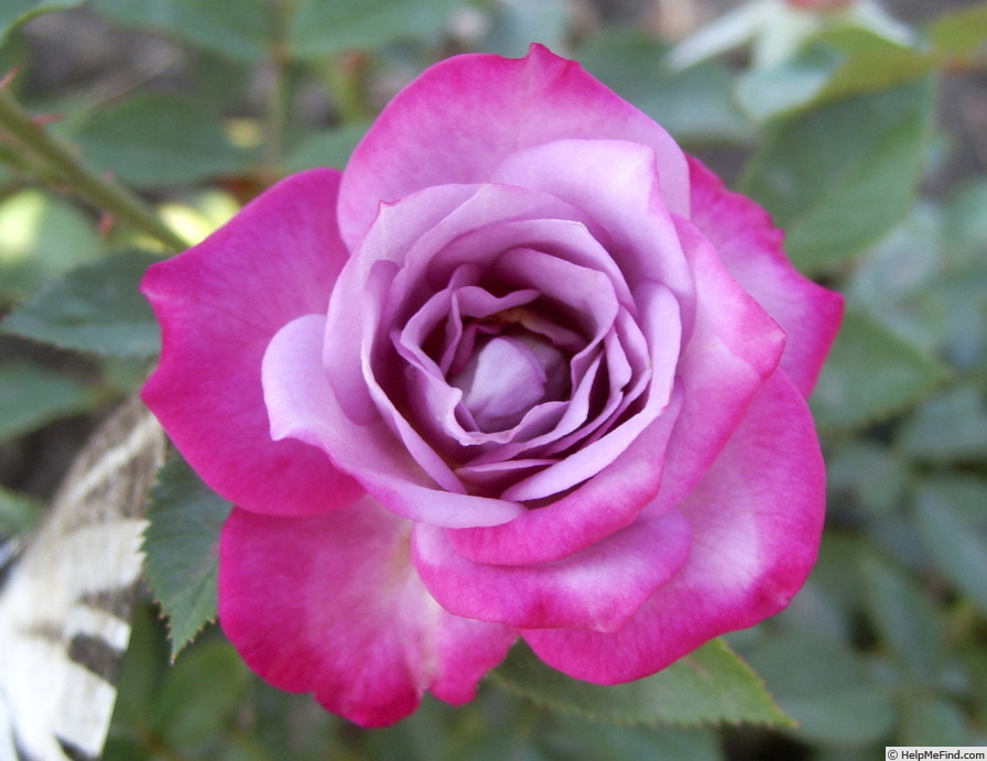 'Milva ®' Rose