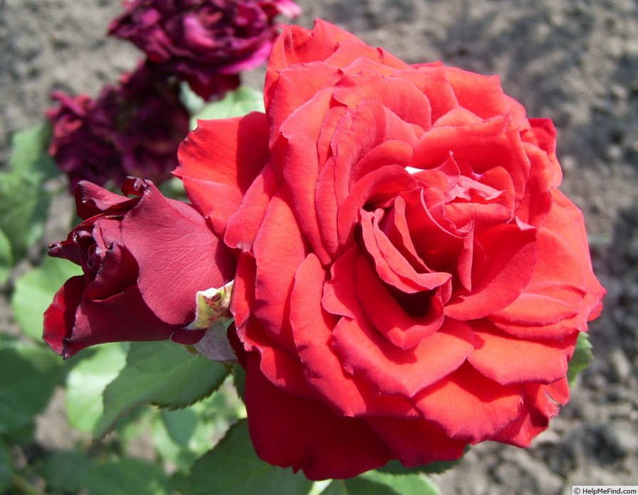 'Red Champ ®' rose photo