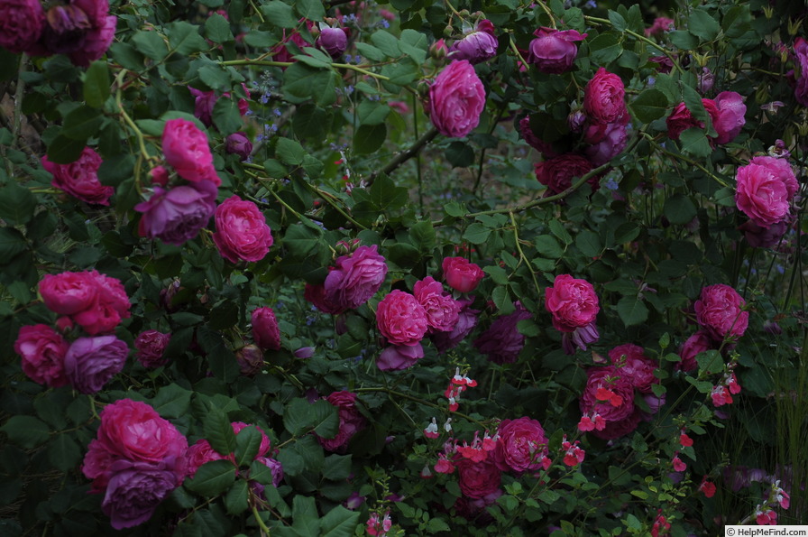 'Cybelle ® (shrub, Massad, 1999)' rose photo