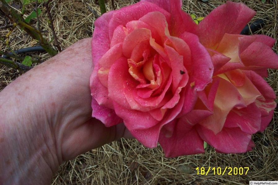 'Talisman (hybrid tea, Montgomery 1929)' rose photo