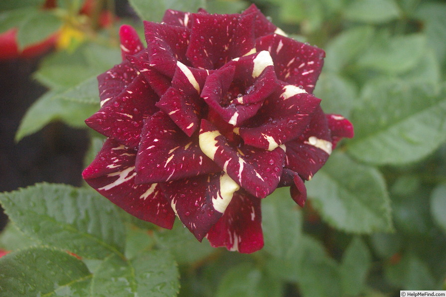 'Abracadabra (floribunda, Kordes, 2001)' rose photo