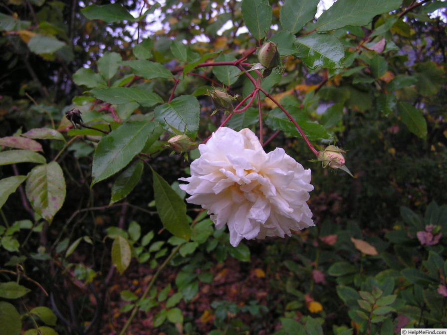 'Buff Beauty (Hybrid Musk, Bentall, 1939)' rose photo