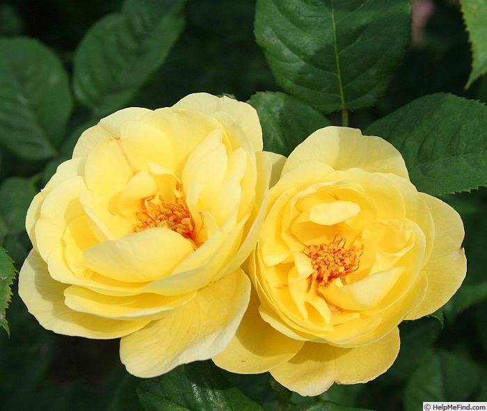 'Chalice of Gold' rose photo