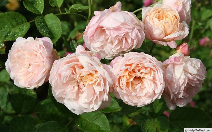 'Blissful Sensations' rose photo