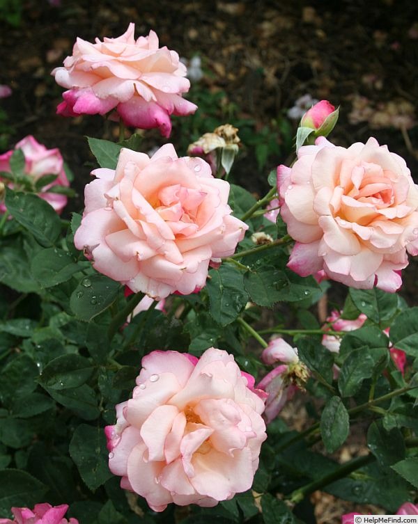 'Colour Buffet' rose photo