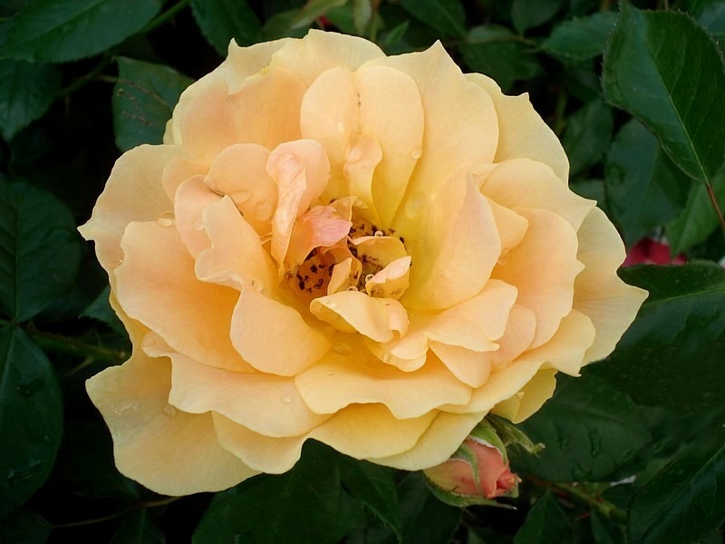 'Don Quichotte ®' rose photo