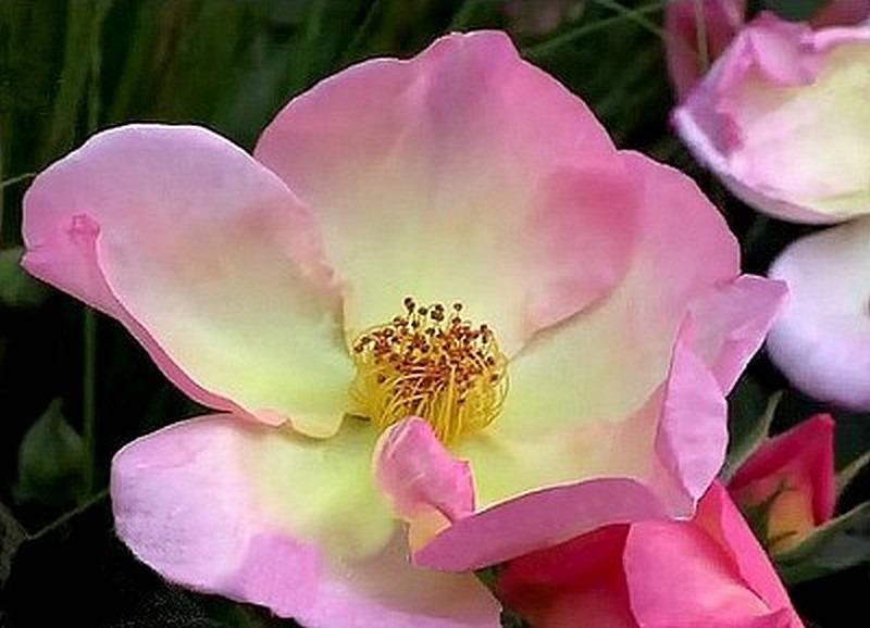 'Lambert Wilson ®' rose photo