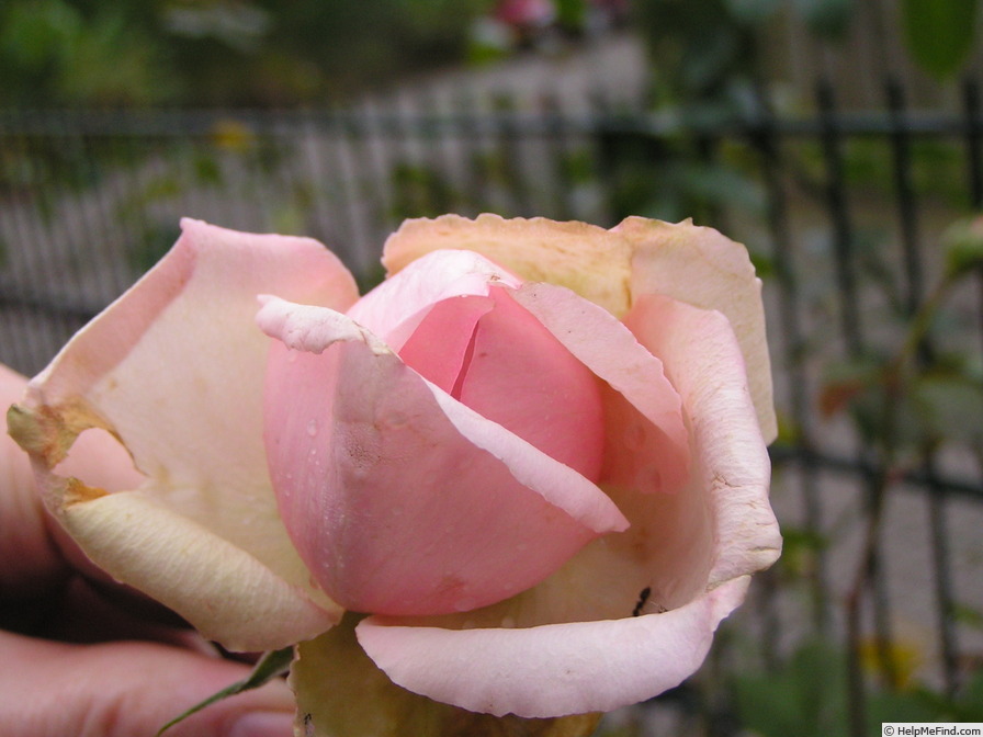 'Honoré de Balzac ® (floribunda, Meillans, 1996)' rose photo