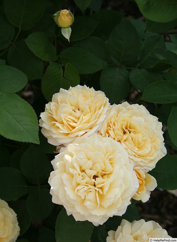 'MILrol' rose photo