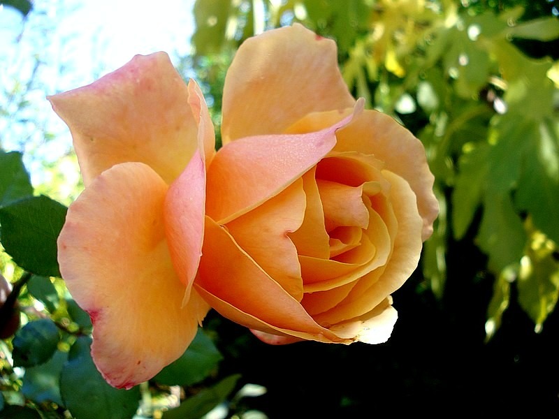 'Lolita ® (hybrid tea, Kordes 1972)' rose photo
