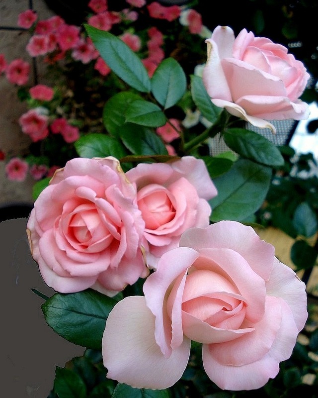 'Eve Ruggieri ®' rose photo