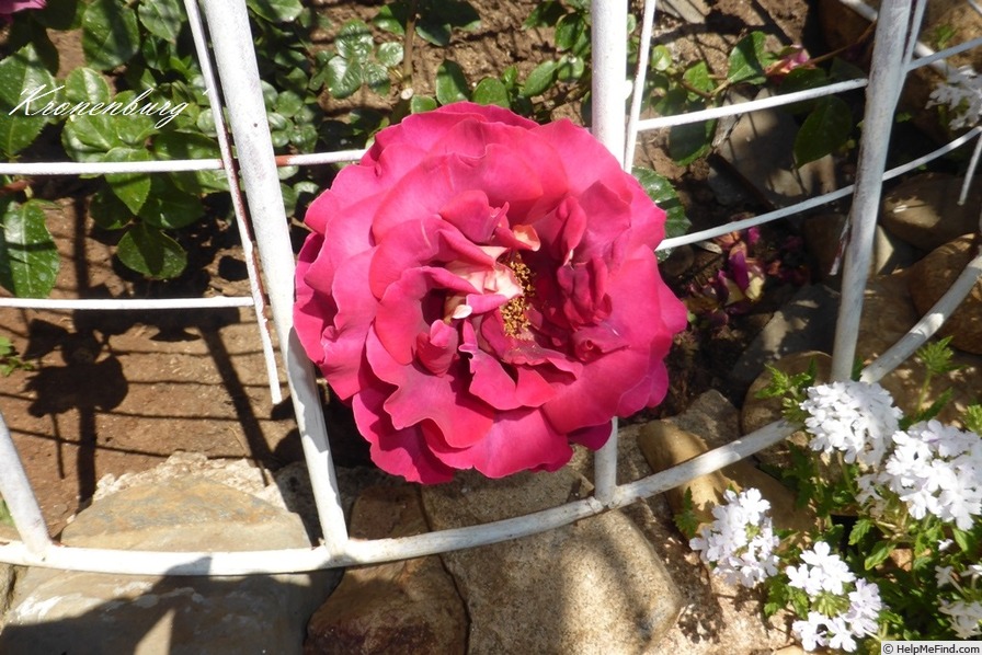 'Kronenburg' rose photo